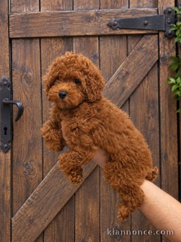 Chiots Caniches Miniatures, Toy et Teacup et Teckels