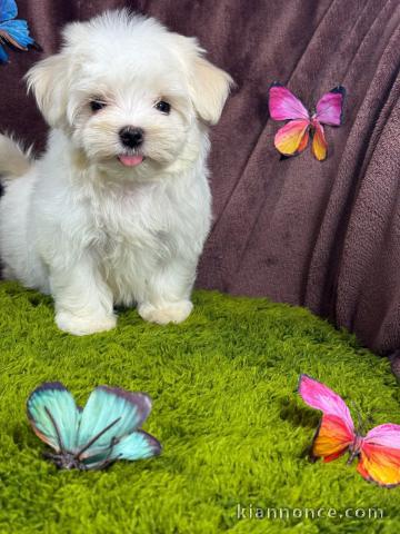Bébé chiots Bichon Maltais Mâle 