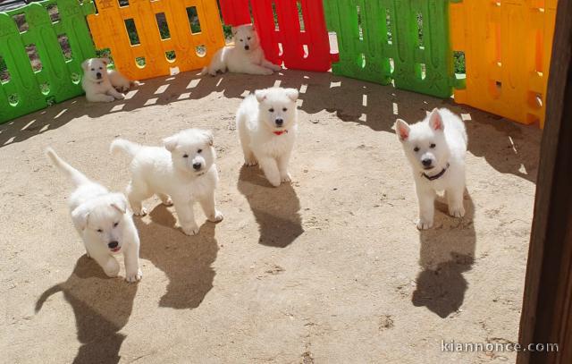Berger blanc suisse disponible à adopter 