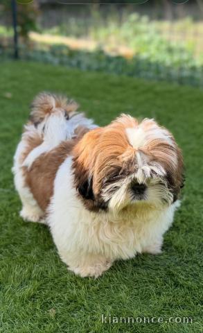 Magnifique chiots shih Tzu disponible 