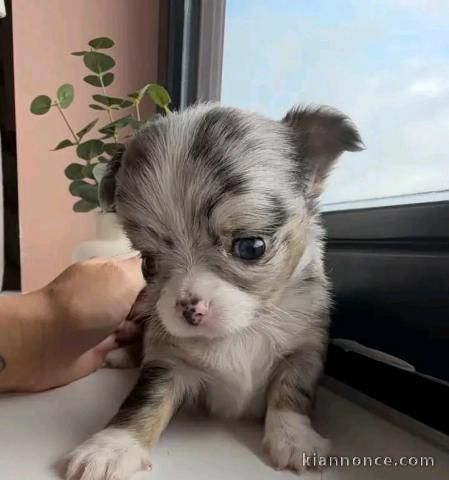 Chiots chihuahua disponible 