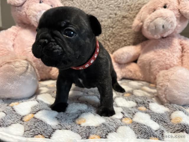 Dons chiots bouledogue français 
