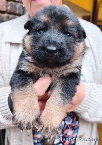 Berger allemand disponible 