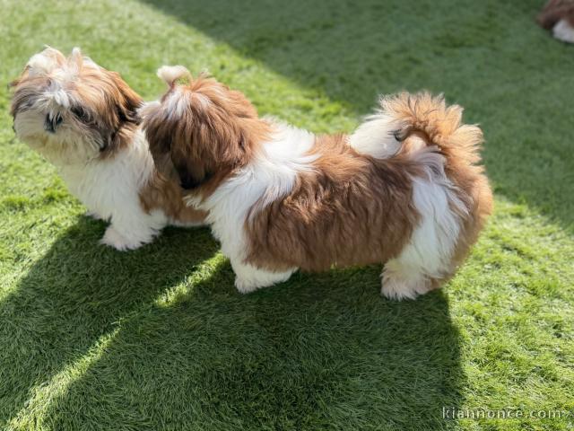 Dons chiots Shih Tzu disponible 