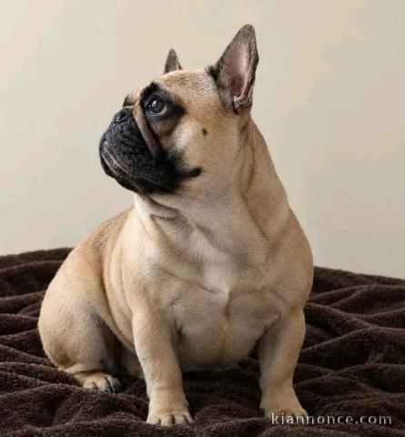 Chiots bouledogue français disponible 