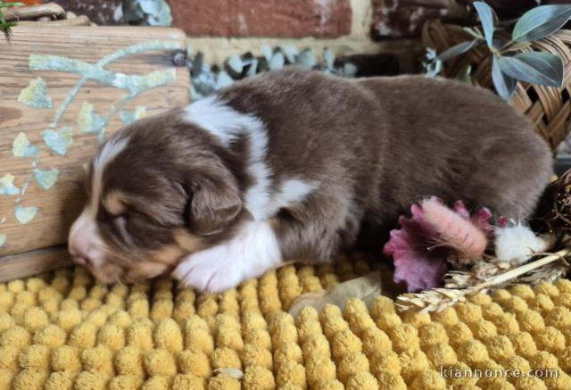 Chiot berger australien disponible intéressé veuillez me contacte