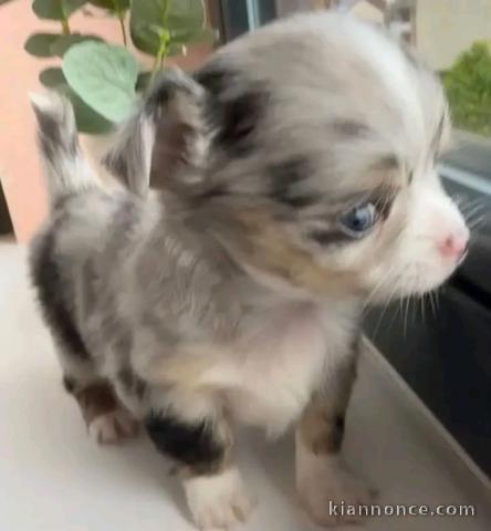 chiot chihuahua disponible 