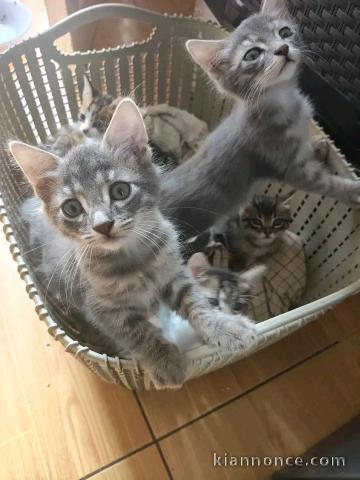 Chatons à donner mâle disponible 