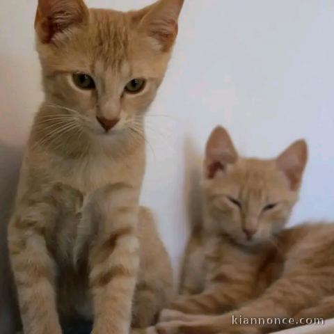 Bébé chaton roux disponible 