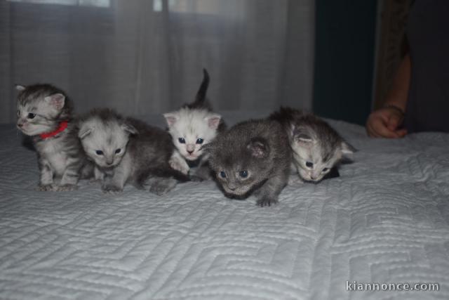 Portée des chatons Maine coon disponible mâle et femelle 