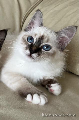 Dons chaton sacré de brimanie mâle 