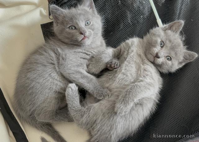 Adorable chaton chartreux pour adoption 