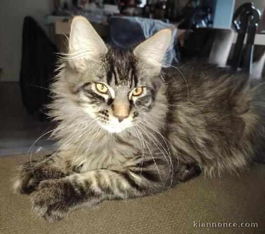 Chaton Maine coon disponible 