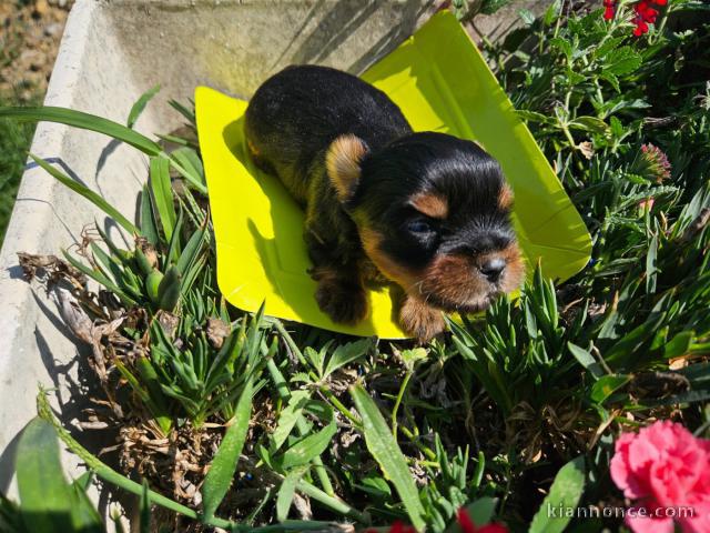 Je donner chiot Yorkshire 