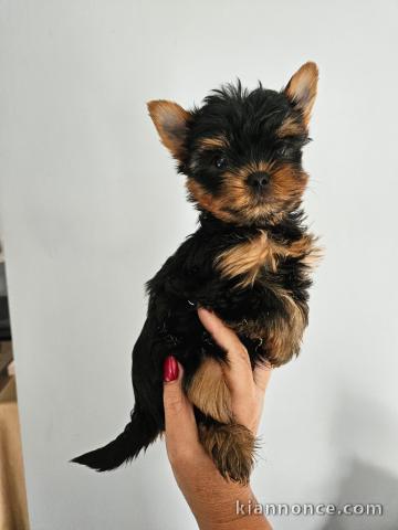 Yorkshire disponible femelle pour adoption 
