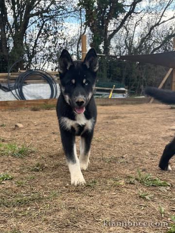 Husky Sibérien a place disponible 