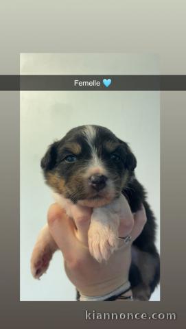 Dons berger australien disponible 
