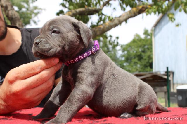 Bébé chiots cane corse mâle 