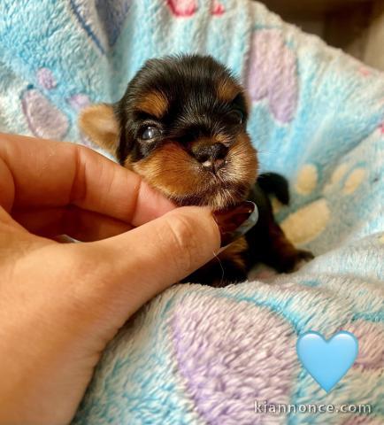 Chiots yorkshire femelle a vendre 