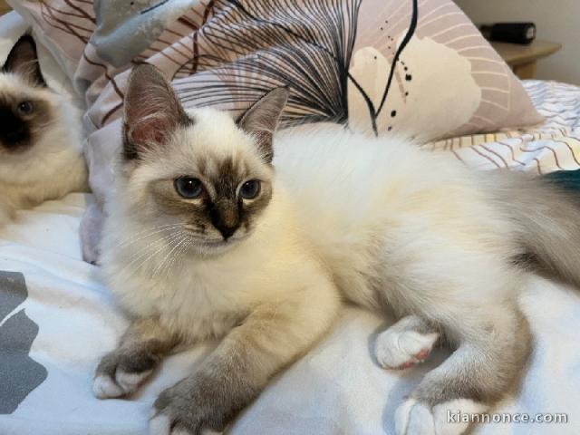 Magnifique chaton sacré de brimanie 