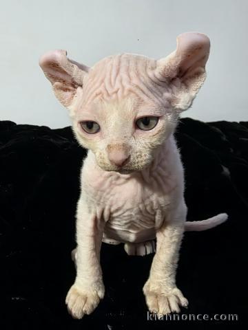 Chaton Sphynx disponible 
