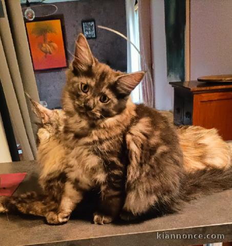 Chaton Maine coon femelle adorable 