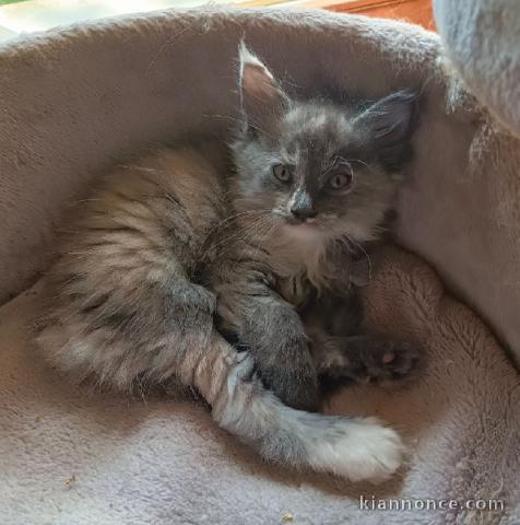 Je donne chaton Maine coon femelle 