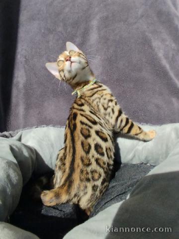 Chaton bengals mal pour compagnie 