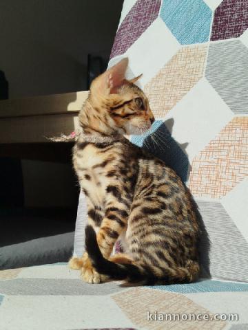 Bengals disponible mâle 