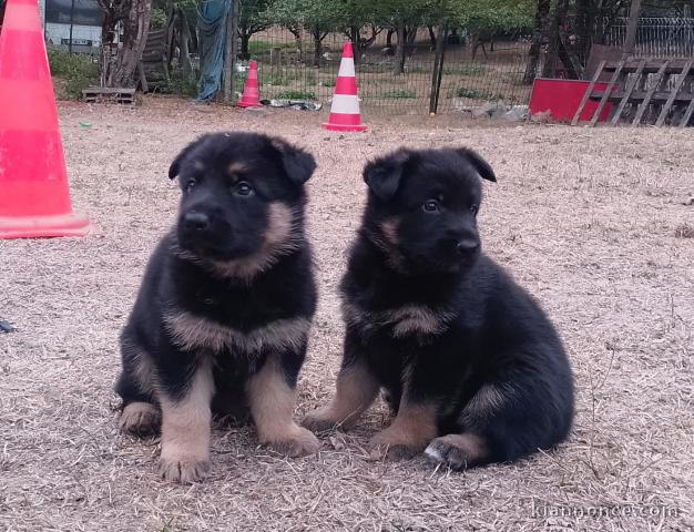 Dons chiots berger allemand disponible 