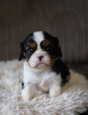 Bébé chiots cavalier King Charles 