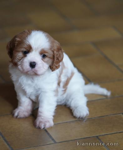 Adorable chiots cavalier King charle pour adoption 