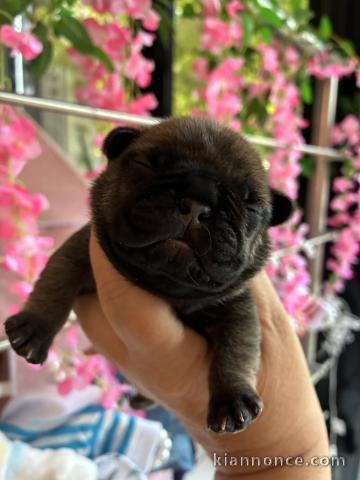 Dons chiots bouledogue français 