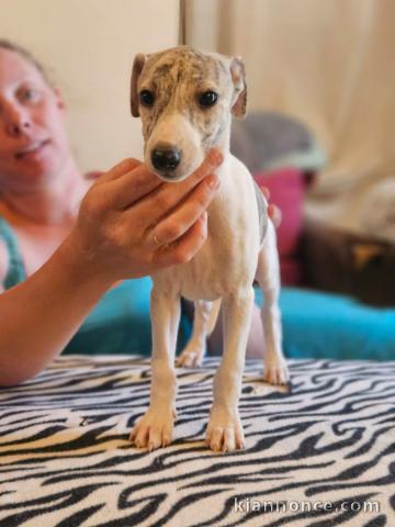 Chiots whippet disponible pour adoption 