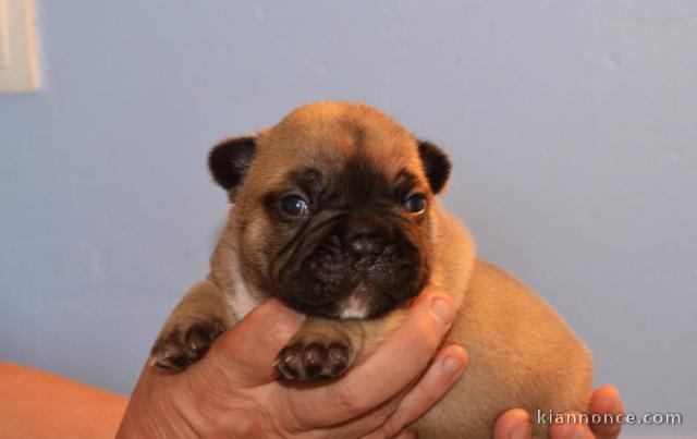 Disponible chiots bouledogue français mâle 