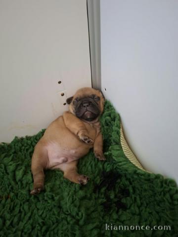 Chiots bouledogue français 