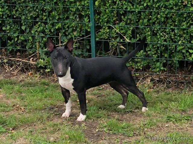 Magnifique chiots bull Terrier disponible 