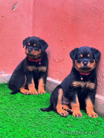 Adorable chiots rottweiler disponible 