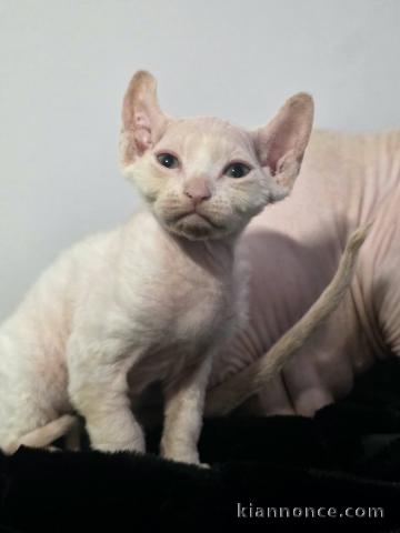 Magnifique chaton Sphynx disponible 
