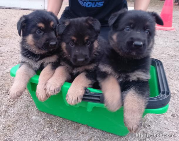 Adoption chiots berger allemand disponible 