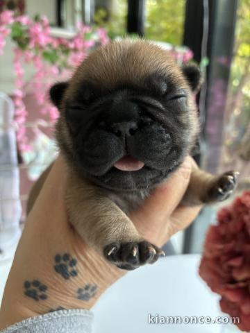 Chiots bouledogue français disponible 