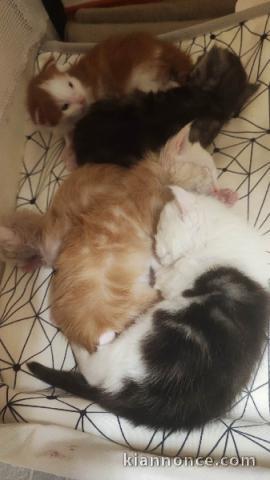 Très beau chaton Maine coon disponible 