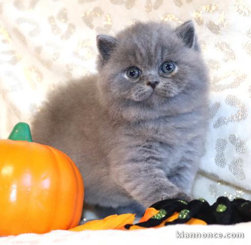 Adorable chaton british Longhair pour adoption 