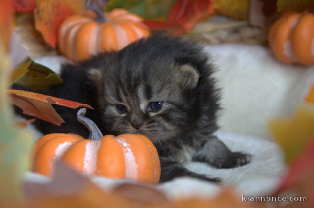 Adoption chaton british Longhair 