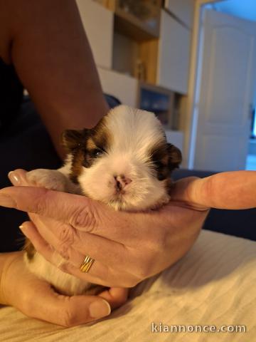 Dons chiots shih Tzu disponible 