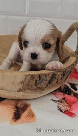 Magnifique chiots cavalier King Charles femelle 
