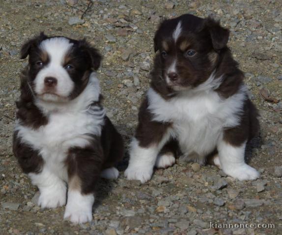 Adorable chiots berger américain miniature a donner 