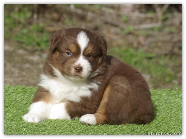 Bébé chiots berger américain miniature 