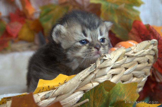 Chaton british Longhair pour adoption 