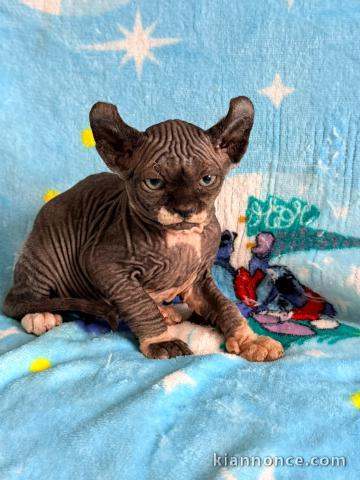 Magnifique chaton Sphynx disponible 